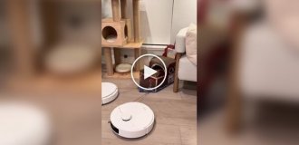 Роботы-пылесосы везут кота