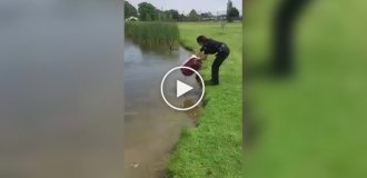 Duck adopts a brood of orphaned chicks