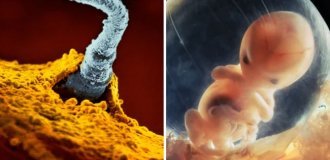 25 unique photographs that show in detail the process of conception and intrauterine development of a child (22 photos)