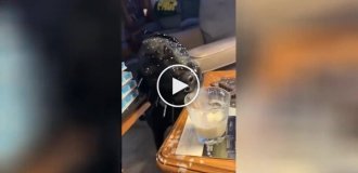 A dog's unsuccessful attempt to carefully drink milk