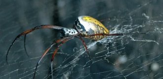 A spider that spins "golden threads" lives in Madagascar (7 photos)