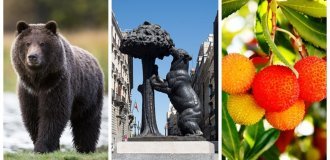 A brown giant and a tree with sweet fruits – a joint Spanish story (10 photos + 1 video)
