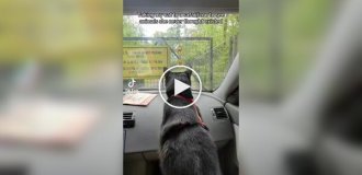 Кошка впервые попала в зоопарк и увидела диких животных