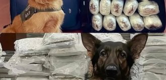 Полицейские собаки хвастаются своими находками (11 фото)