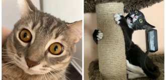 25 ярких примеров тайных планов и замыслов, написанных на усатой морде (26 фото)