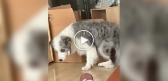 Кот задумал что-то плохое
