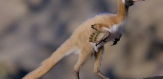 Обнаружены останки динозавра размером с ворону (4 фото)