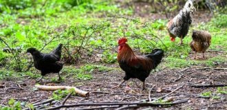 Real terror: wild chickens turned the lives of residents of a British village into “hell” (3 photos)