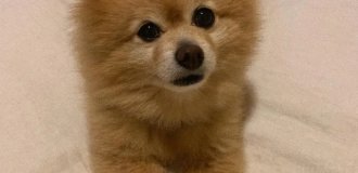 A girl from Australia decided to save money on a groomer, and here's what happened (2 photos)