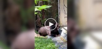 A fat leopard living in a zoo can easily be mistaken for a seal