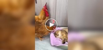 A cat warmed up chicks