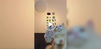 Хом'як обійшов кішку в «перегоні» за ласощами