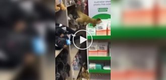 В Австралии поссум спрятался среди игрушек в магазине аэропорта
