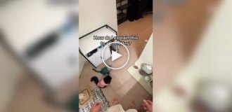 Кошки начинают есть из мисок только после особого ритуала