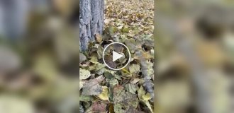 Осеннее настроение