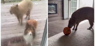 Dog Befriends Pair of Capybaras (2 Photos + 1 Video)