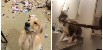 Woolly mischief-makers: 20 pets that are too cute to be angry with (21 photos)