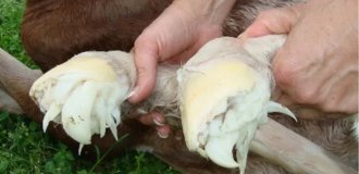 «Щупальця» на копитах лошат (5 фото)