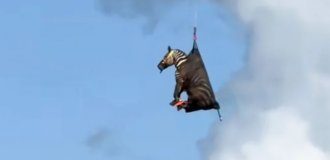 USA spends week catching zebra that escaped from owner (5 photos + 1 video)