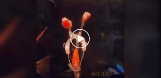 The owner granted a fish's wish