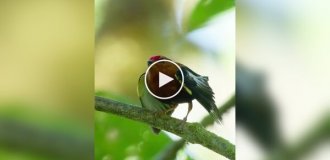 Manakins are unusual musical birds that don’t sing, but play
