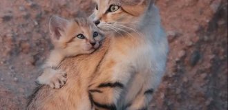 Барханные коты — самые милые жители пустынь (5 фото)