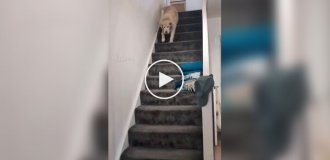 A dog can't quietly descend the stairs