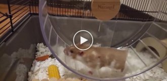 Hamster runs in a wheel in slowmo