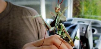 Devil's flower: the life of this praying mantis is like a space horror movie (11 photos)