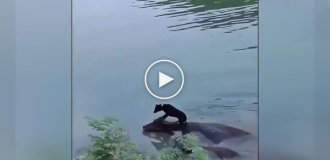 Пес переплыл реку на спине буйвола