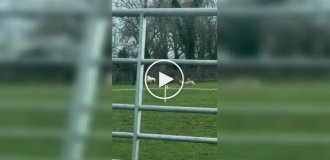 A man saved a sheep that was lying on its back and couldn't roll over