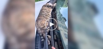 A mouse is dreaming: a cat is resting on a car