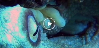 Hatching octopus eggs