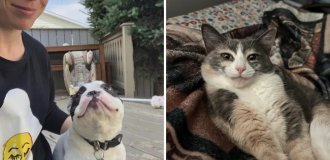 16 фотографий кошек и собак, по которым видно: они влюблены в своих людей (17 фото)
