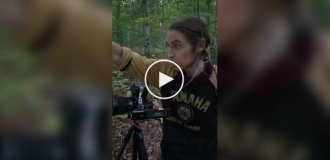 Исследователи нашли насекомых, которые устраивают танцы при виде людей