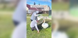 A man saved a swan and found a friend