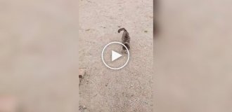 Літня кішка зустрічає господаря