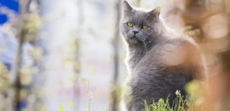 Кошке ищут няньку с зарплатой $87 в час: для животного надо играть на пианино (2 фото + 1 видео)