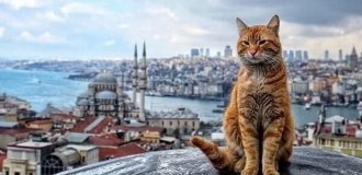 Why are there so many cats in Turkey (11 photos)