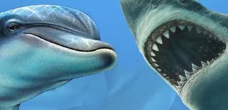 Почему акулы боятся дельфинов? (2 фото)
