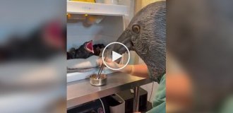Кормежка осиротевших воронят