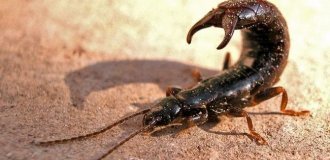Уховёртка: насекомое, которое не даст себя в обиду и может ранить (6 фото)