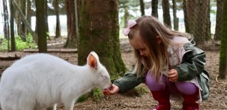 Правда ли, что в Австралии разводят и едят кенгуру, как коров или овец? (11 фото)