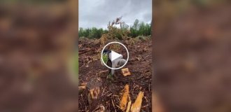 Парень посвящает свое свободное время восстановлению лесов