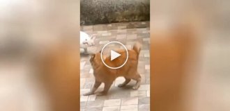 Бесконтактная схватка двух котов