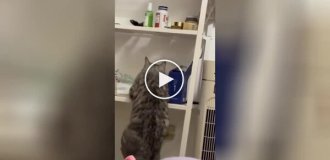 Кот пытается забраться на полку