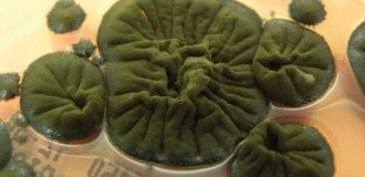 В Чернобыле нашли черный гриб, который питается радиацией (4 фото)