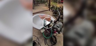 Высокотехнологичный филиппинский унитаз