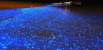 Красота светящихся пляжей, подобных звездному небу (8 фото)