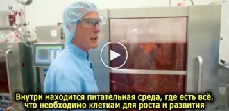 В Нидерландах открылась первая ферма без животных